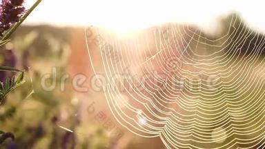 蜘蛛网上的野花对抗阳光特写。 与自然的联系。 <strong>民俗</strong>、乡村生活、乡村
